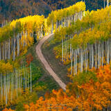 Fall Path