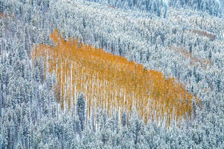 Aspens Aglow