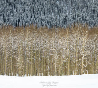 Winter Blanket