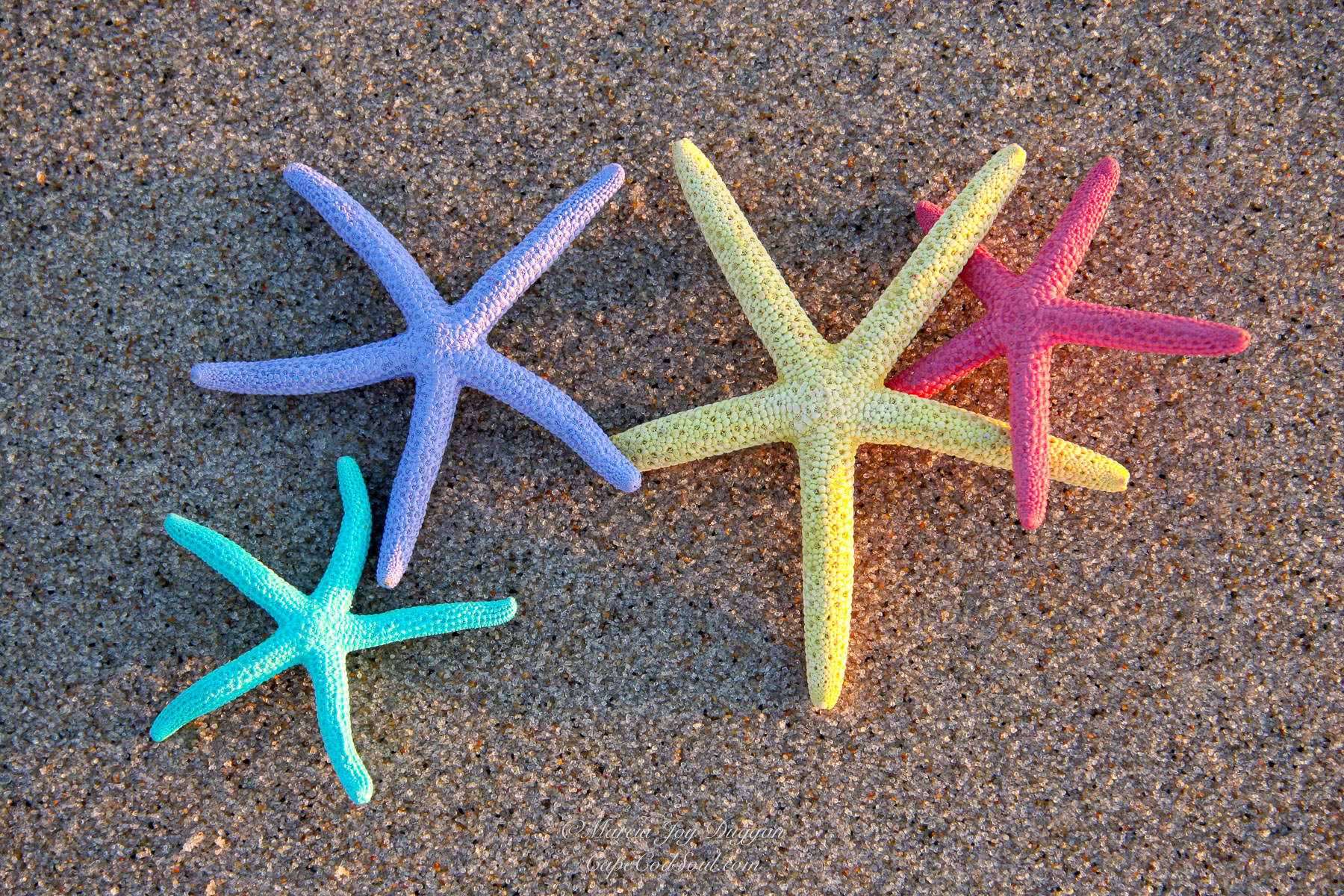 Dancing Starfish is a fun photo using starfish with pastel colors.