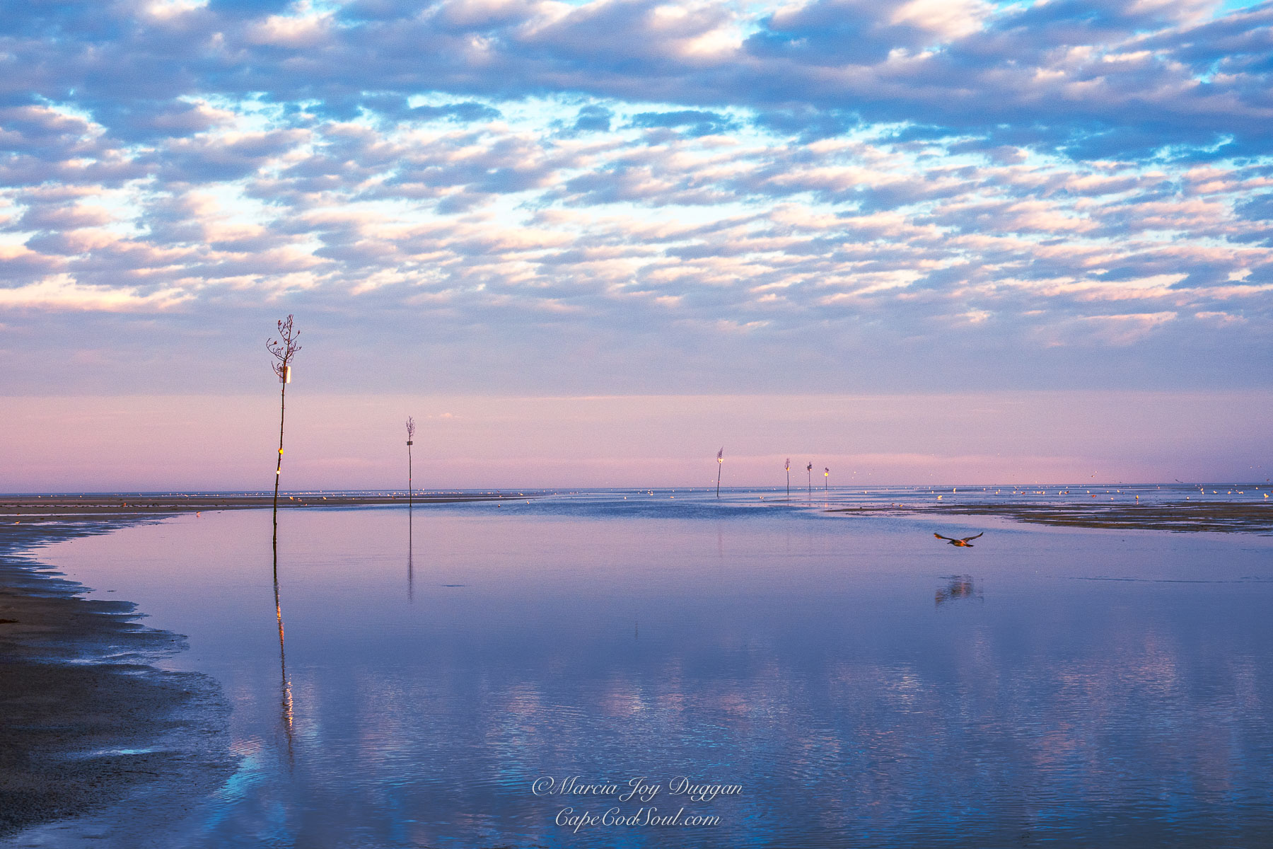 Summer Flight captured the early morning light at Rock Harbor with a beautiful reflection catching the bird in flight.